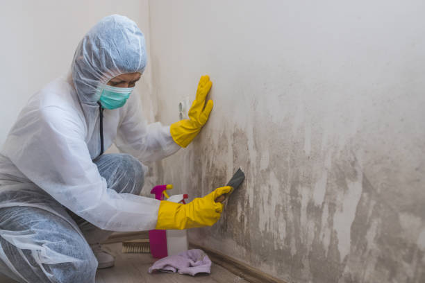 Best Local Mold Removal Service  in Bolivar, WV