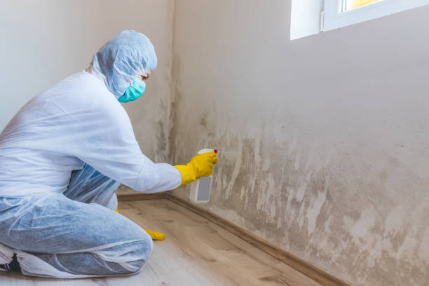 Best Mold Removal Process  in Bolivar, WV