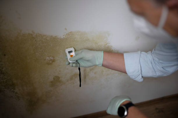 Best Mold Remediation  in Bolivar, WV