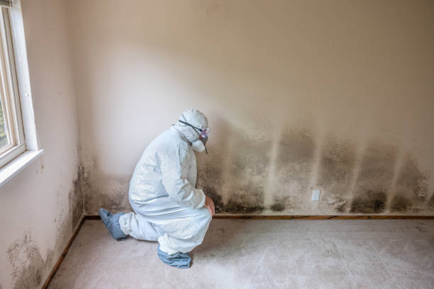 Professional Mold Removal in Bolivar, WV