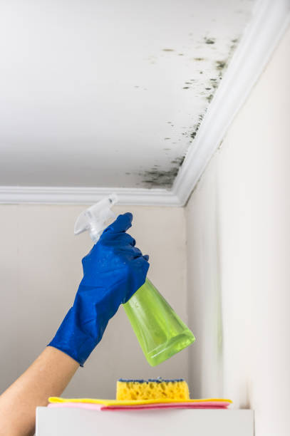 Best Professional Mold Removal  in Bolivar, WV